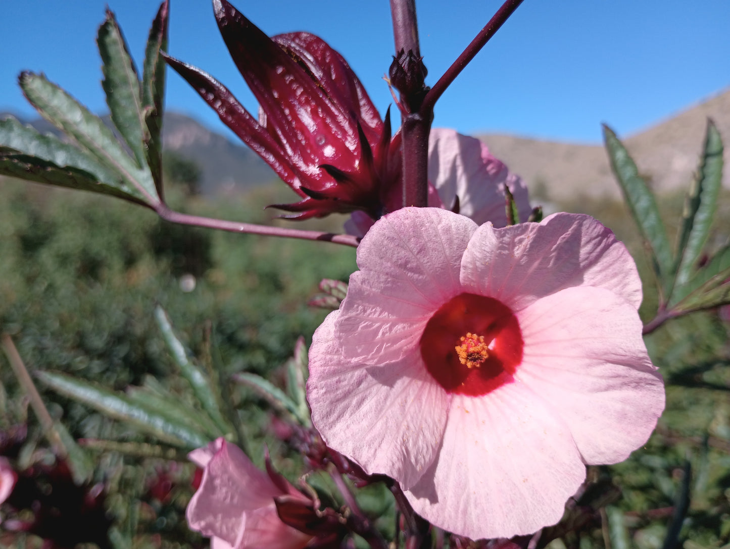 Dried Hibiscus Flowers | USA Grown | 1 lb | Flor de Jamaica