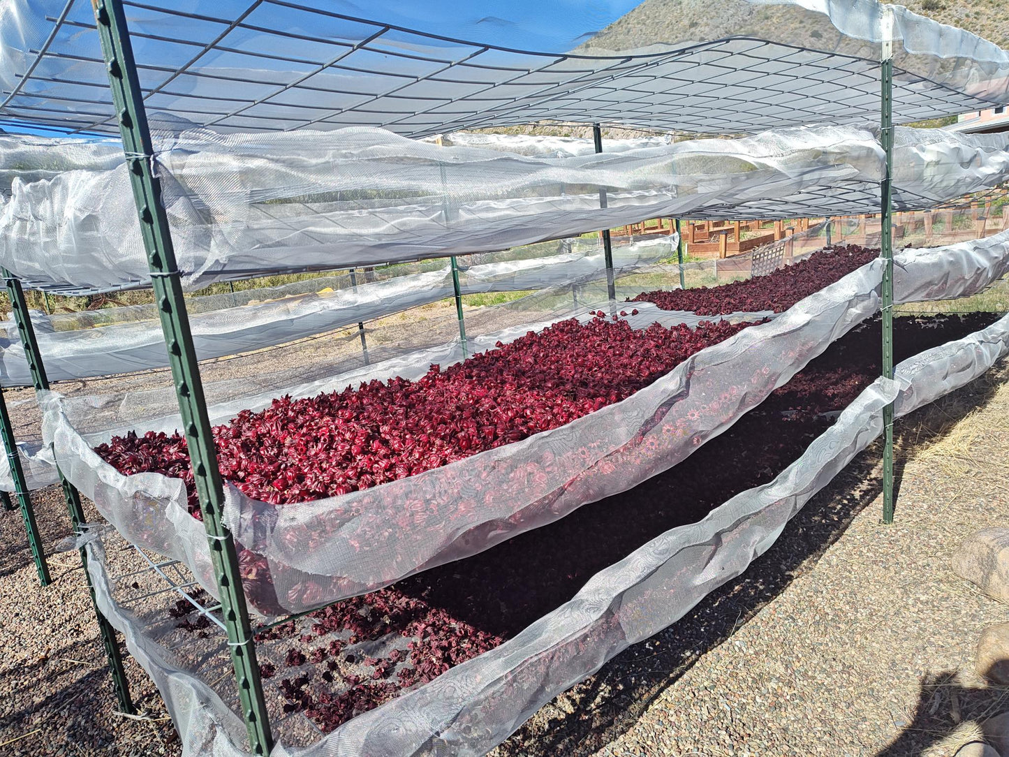 Dried Hibiscus Flowers | USA Grown | 1 lb | Flor de Jamaica