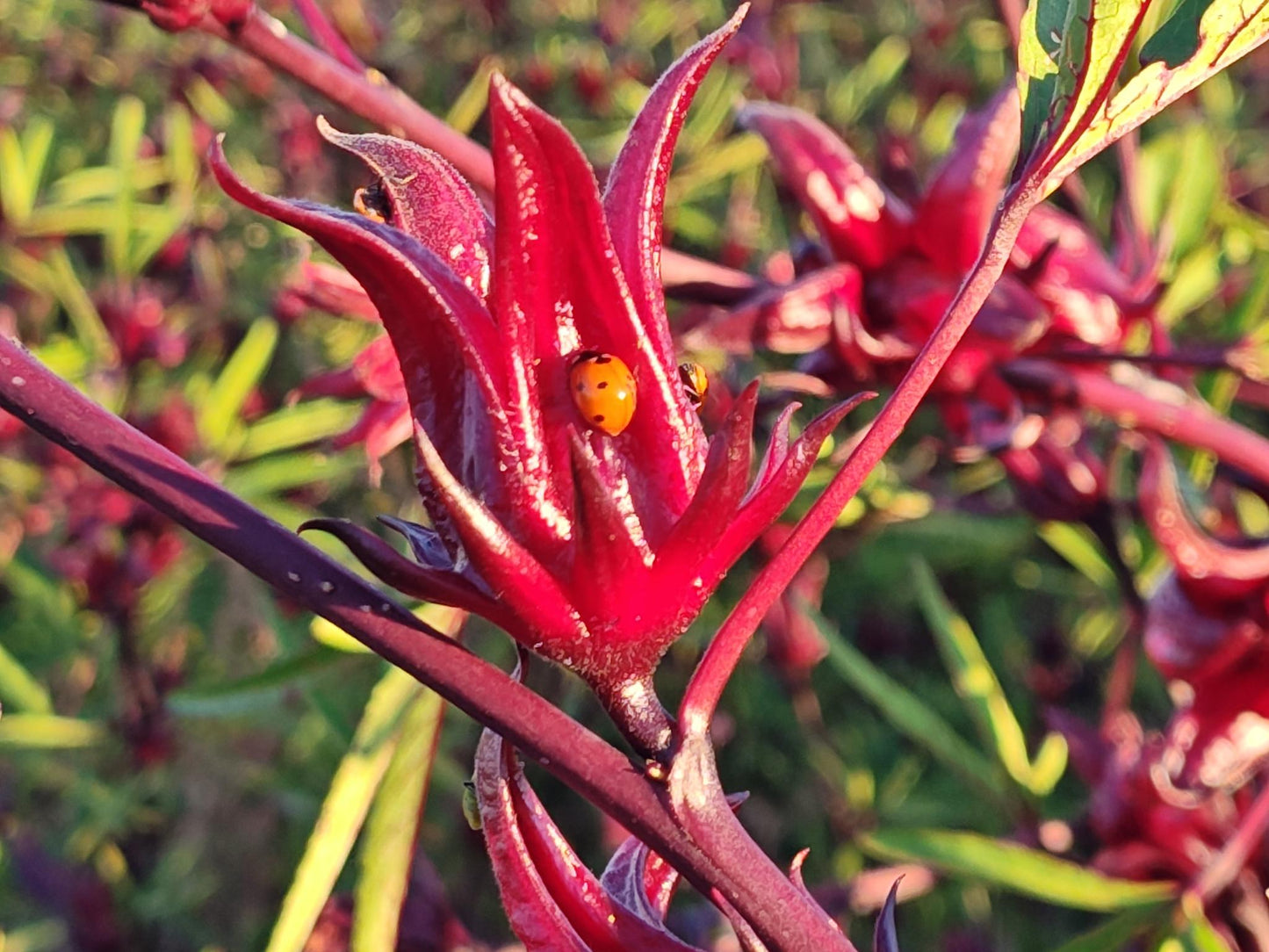 Dried Hibiscus Flowers | USA Grown | 1 lb | Flor de Jamaica