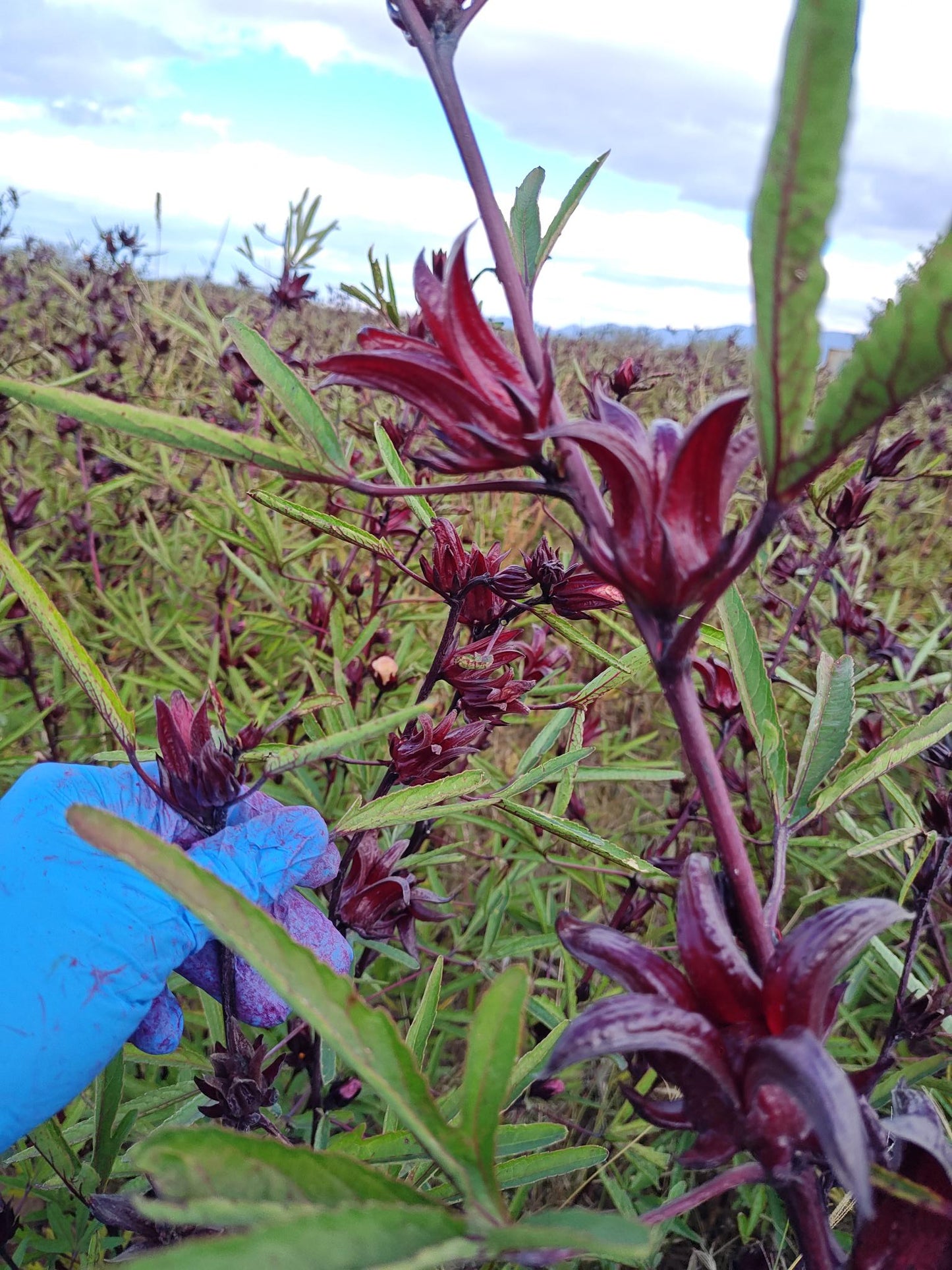 Dried Hibiscus Flowers | USA Grown | 1 lb | Flor de Jamaica
