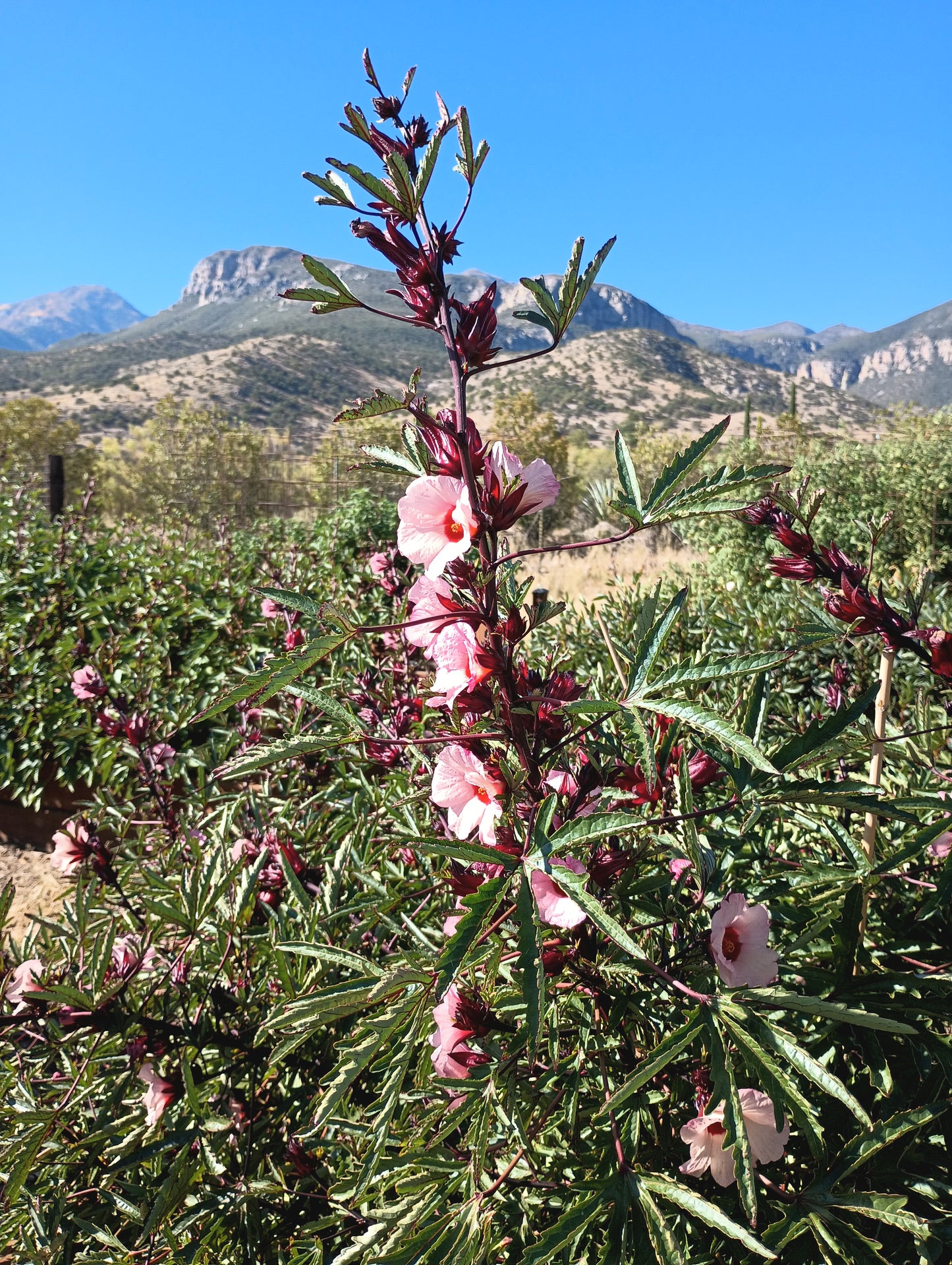 Dried Hibiscus Flowers | USA Grown | 1 lb | Flor de Jamaica